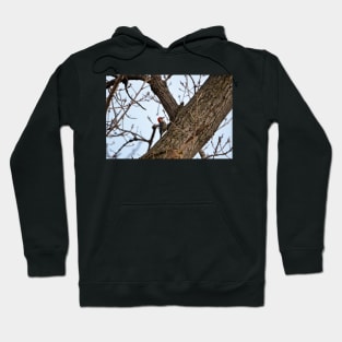 Wood Pecker Hoodie